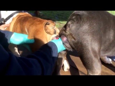 Artificial Insemination  & Reverse mating for dogs. Shop @ www.poochdcvd.com  ben@poochdvd.com