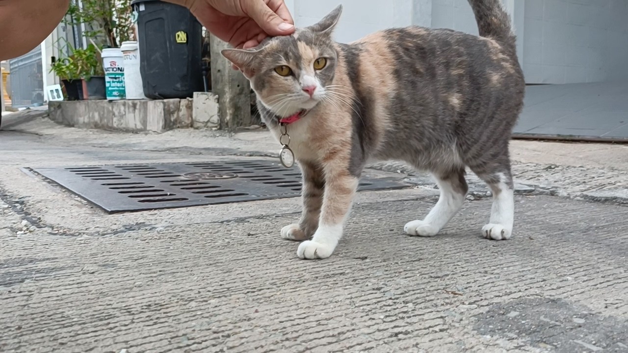 撫でてくれる人認定されました