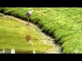 Canon 7D Test Video: Blue Heron