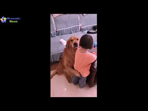 Loyal golden retriever protects crying girl as she is being told off by her mother