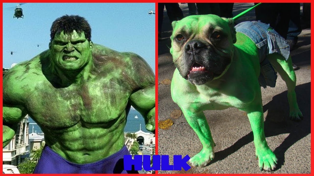 Superheroes in Real Life As Dogs 2019