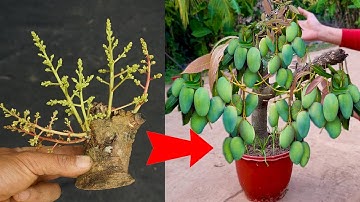 Unique Technique : Grafting Mango Tree Using Aloe Vera Growing Faster and Has Many Fruits