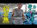 【幻の魚】漁師さんも食べたくて仕方ないほど美味い魚を無理言って分けてもらいました！！