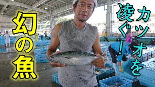 【幻の魚】漁師さんも食べたくて仕方ないほど美味い魚を無理言って分けてもらいました