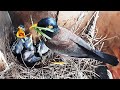 EP 48 | Hyper Mynas Grabs Grasshopper from MOM | Myna feeding baby birds in nest | Day 11