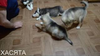 ОРЕЛ хаски ОРЕЛ хаски