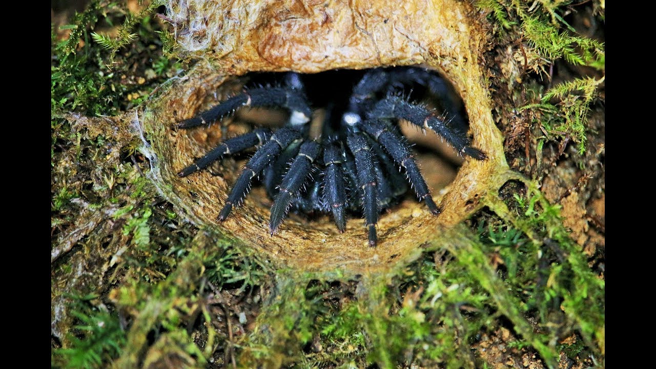 What Is A Trap Door Spider?