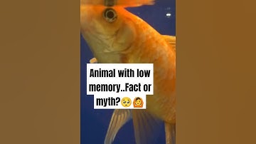 Do Goldfish Really Have a 3-Second Memory? #trending #shorts #viralnow #viralvideo #youtubeshorts