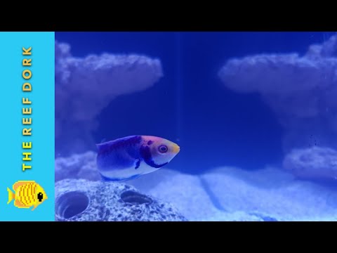 Video: Mida wrasse sööb?