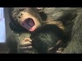 東山チンパンジー 双子の赤ちゃん⑧ Chimpanzee twin baby