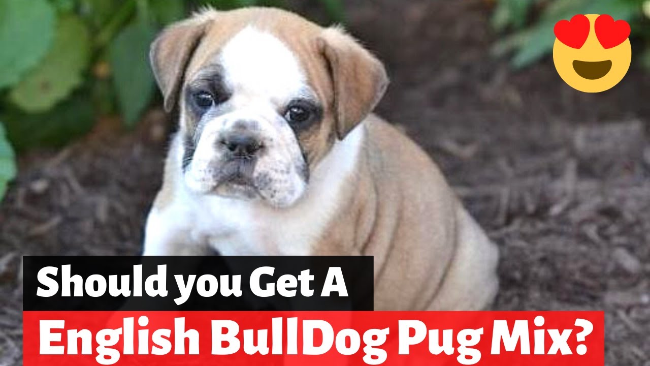 Are Pugs Similar To English Bulldog