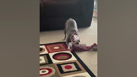 Boston terrier fighting A Snake