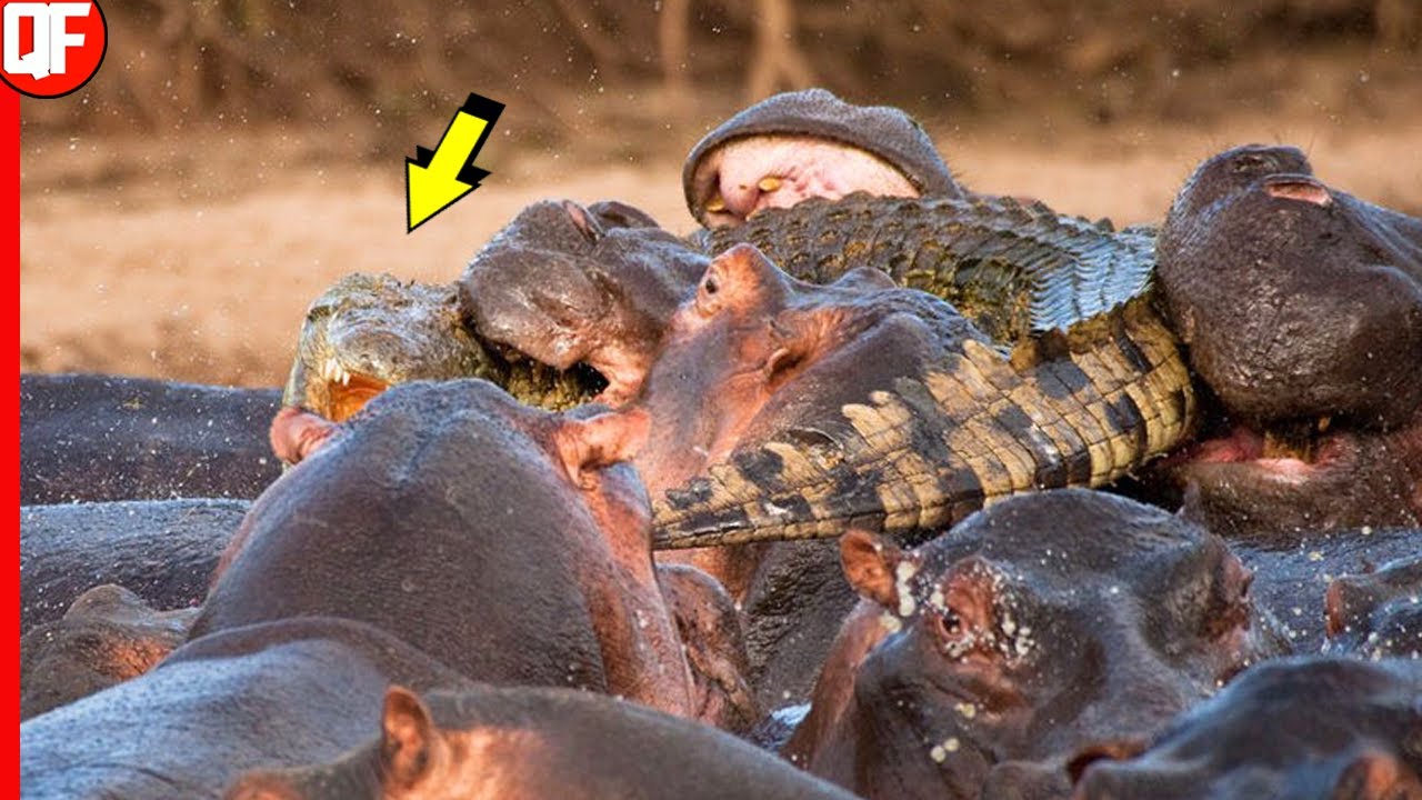 Схватка крокодилов. Нильский крокодил против бегемота.