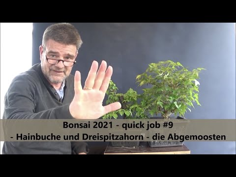 Bonsai 2021-16 - quick job #9 - Hainbuche und Dreispitzahorn - die Abgemoosten