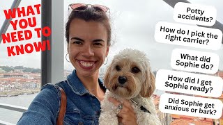 Answering Most Asked Questions about Traveling with a Dog for the First Time! What You Need to Know!