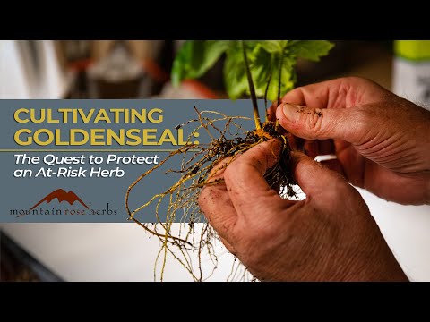 Video: Goldenseal nauda sveikatai – Goldenseal augalų auginimas sode