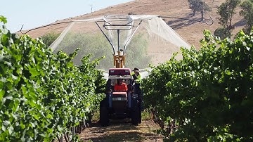 Netting the vineyard 2018