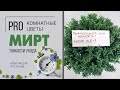 Растение для дома - Мирт. Секреты ухода | Как вырастить миртовое дерево дома без особых хлопот