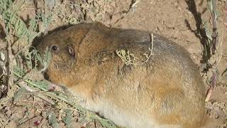 Botta's pocket gopher