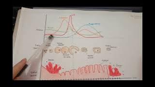Video Siklus Menstruasi || Askeb Remaja & Perimenopause