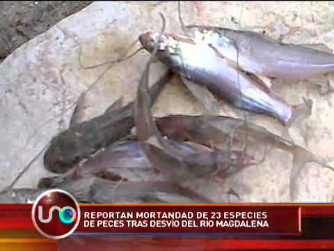 Mortandad de peces en el río Magdalena