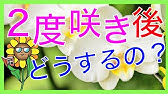 ３回目の胡蝶蘭の咲かせ方 ２回目の胡蝶蘭が終わった後の育て方 管理方法 の３度咲き編です 生産者がわかりやすく教える胡蝶蘭の育て方 Byクマサキ洋ラン農園 Youtube