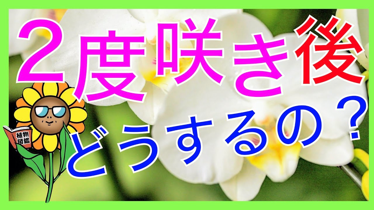 胡蝶蘭 2度咲き後はどうするの 植え替えや肥料は必要 3度咲きできるの 2度咲き後の疑問をわかりやすく解説 Youtube