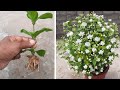 मोगरा की कटिंग ऐसे लगाएंगे तो आसानी से लगेगी कभी फेल नहीं होगीHow To Grow Mogra Jasmine From Cutting