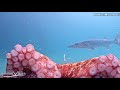 Underwater Fish Cam - December 2020 Recap