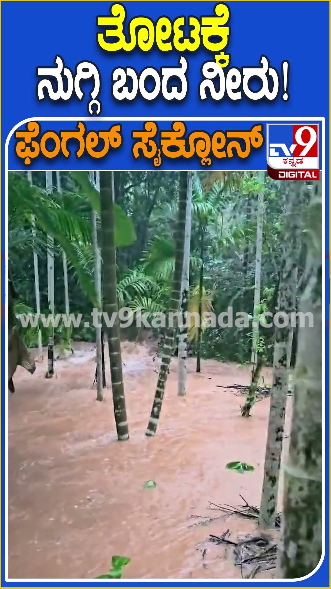ತೋಟಕ್ಕೆ ನುಗ್ಗಿ ಬಂದ ನೀರು! #Rain #Tv9D