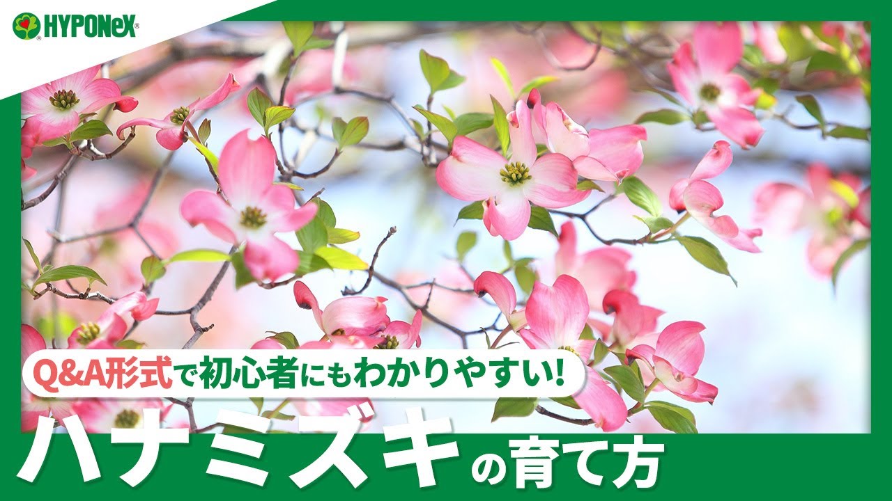 ハナミズキの育て方や栽培のコツ 株式会社ハイポネックスジャパン