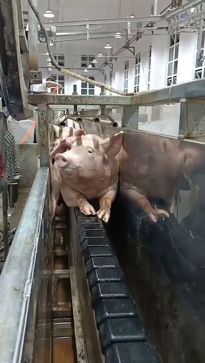 Pig Factory #meat #factory #foodlovers #foodblogger #foodgasm #fooddelivery #shorts #ytshorts