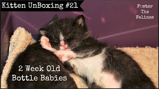 Kitten UnBoxing #21 😺 Bottle Babies ~ New Foster Kittens ~ Litter #21