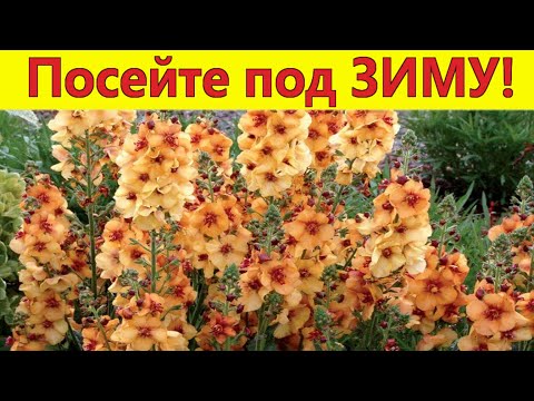 Video: Blumen, Die Direkt Auf Das Blumenbeet Gesät Werden