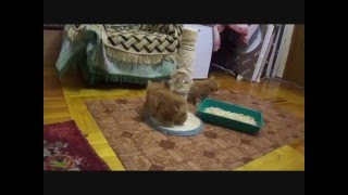Курбобы - Марс и Меркурий Курбобы - Марс и Меркурий