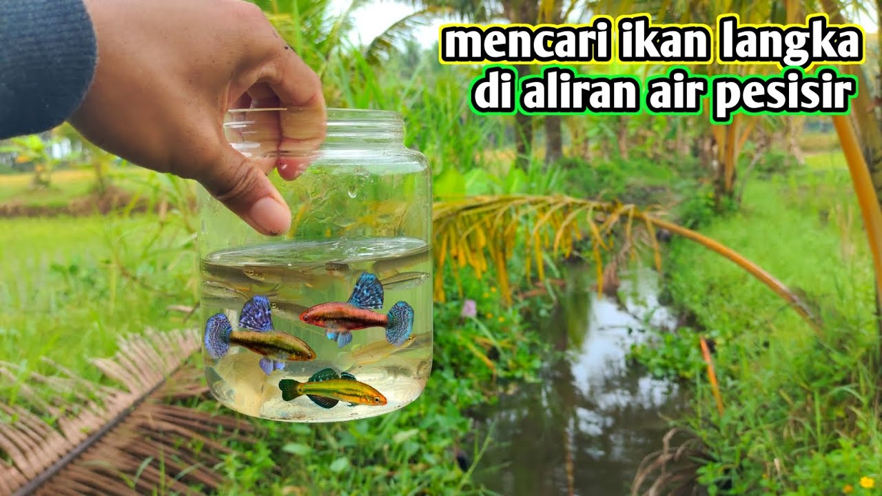 Menemukan ikan langka di aliran air pesisir