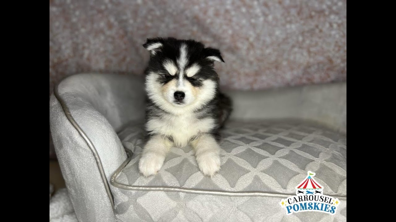 Phoenix the Pomsky Puppy at 7 weeks of age Carrousel Pomskies Premium