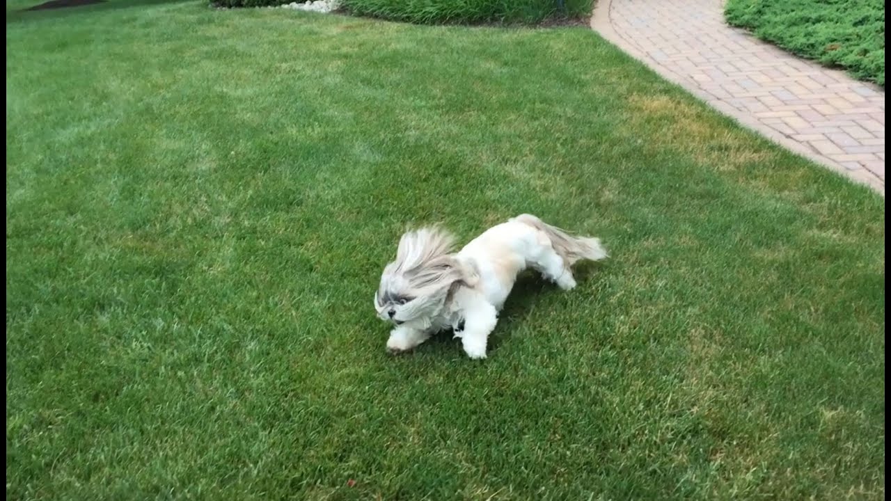 puppy zoomies silly shih tzu has the outside zoomies funnydog tv puppy zoomies silly shih tzu has the outside zoomies funnydog tv