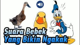 Wek Suara Bebek Yang Sering Di Pakai Edit Video Youtuber Suara Bebek Dan Singa Tertawa