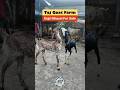 Gujri khassi for sale #goat #gujrigoat #pets #goatfarming #farming #facts #animals #trending #shorts