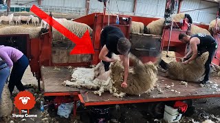 1000 RAMS ON THIS FARM...  and I went to help shear them