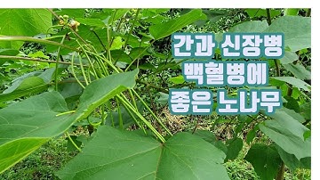 간암, 간경화, 간염 등 갖가지 간병에 효과. 간과 신장병에 묘약.간암, 백혈병에 좋은 약초