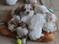 Havanese puppies from birth till 8 weeks