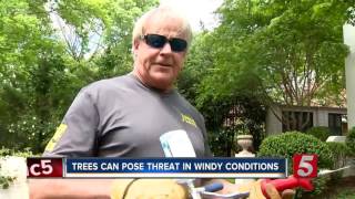 Arborists Say Toppling Trees Can Be Prevented
