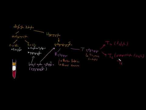 იმუნური პასუხის ტიპები: თანდაყოლილი და შეძენილი, ჰუმორული და უჯრედული