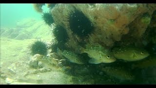Маленькие окуни бухты Тинкан. Японское море. Подводная съёмка. Маленькие окуни бухты Тинкан. Японское море. Подводная съёмка.