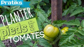 Comment planter ses pieds de tomates ?