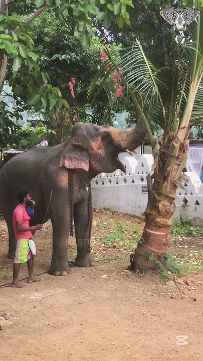 හරි හරි අයියේ...මම කනවද ඕවා 🫣🤭🐘❤️ #hasthi_official #perahara #elephant #viralshort #srilanka