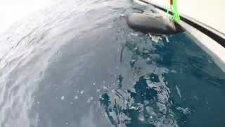 Bluefin Tuna Fishing 7-2-15