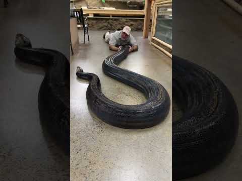Video: Reticulated python: foto, maten